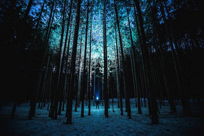 Noc w lesie