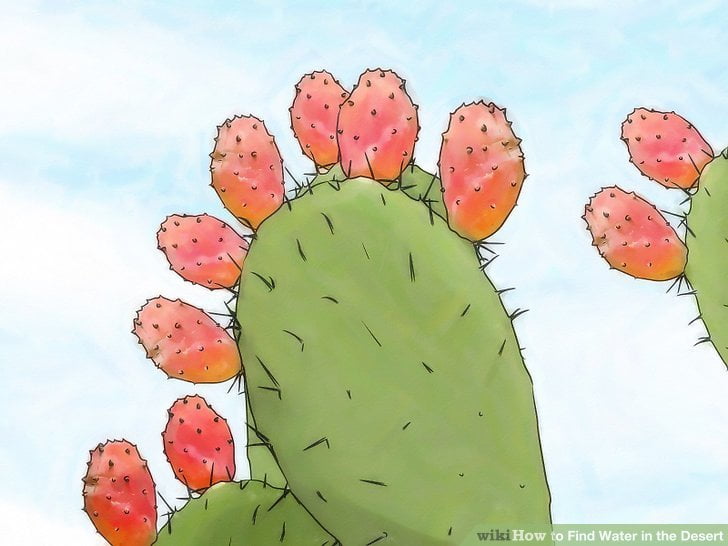 Jedz owoce kaktusów aby ugasić pragnienie