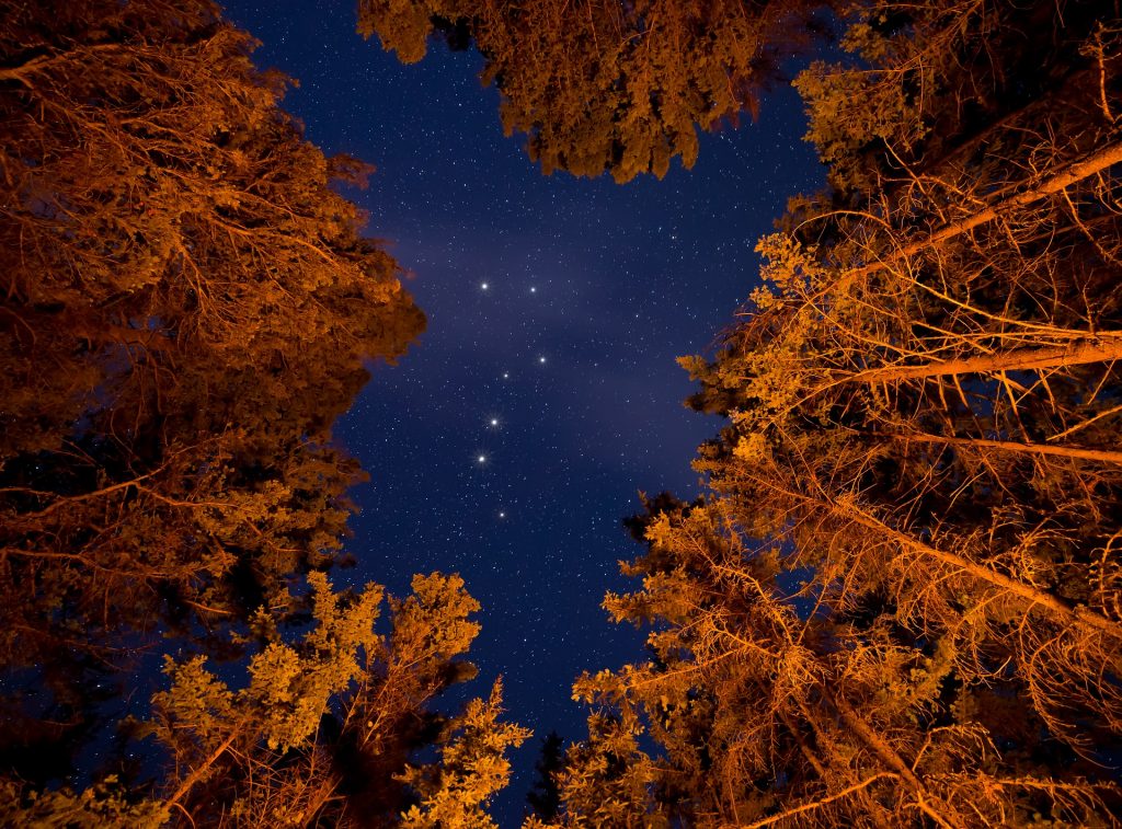 Noc w lesie - gwieździste niebo i drzewa