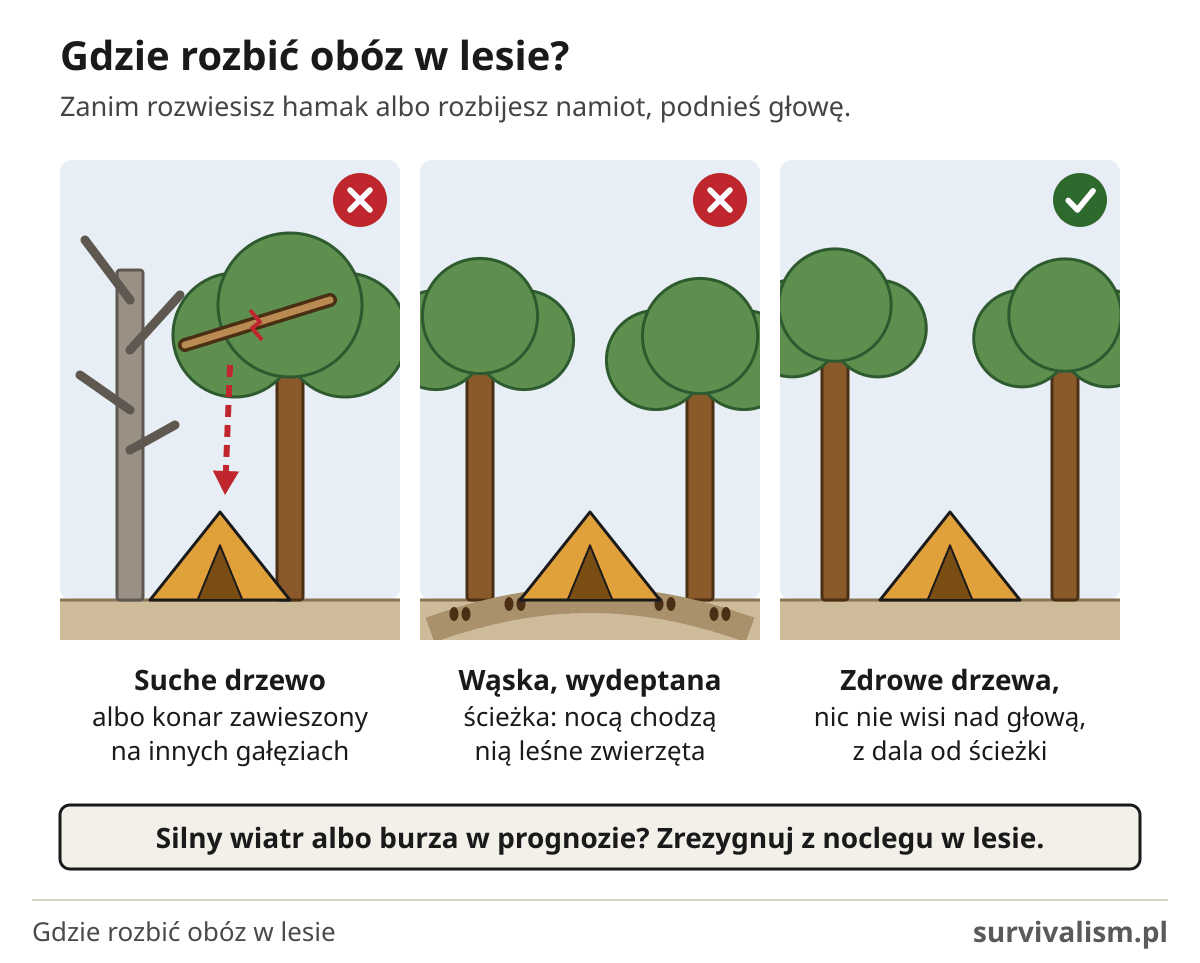 Gdzie rozbić namiot w lesie: nie pod suchym drzewem i zawieszonym konarem, nie na ścieżce zwierząt, schemat