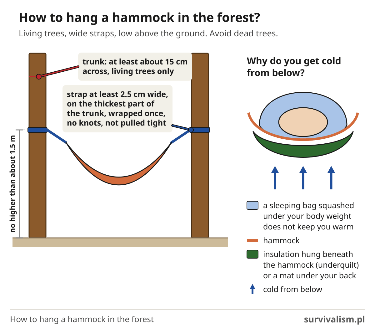 How to hang a hammock in the forest: tree at least 15 cm across, 2.5 cm strap, up to 1.5 m off the ground, insulation below