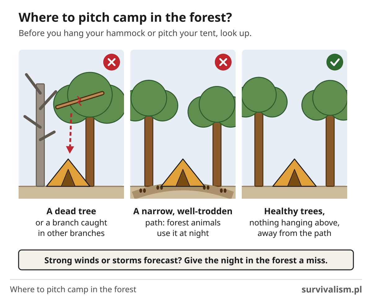Where to pitch a tent in the forest: not under a dead tree or a hung-up branch, not on an animal path, diagram