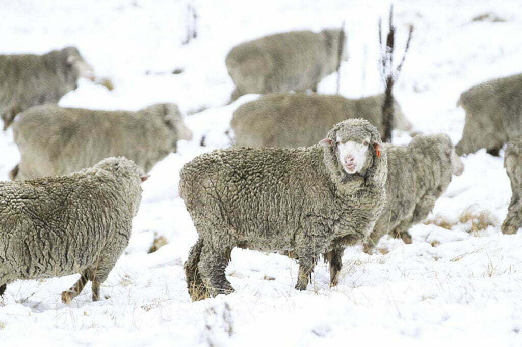 owce merynosy na sniegu