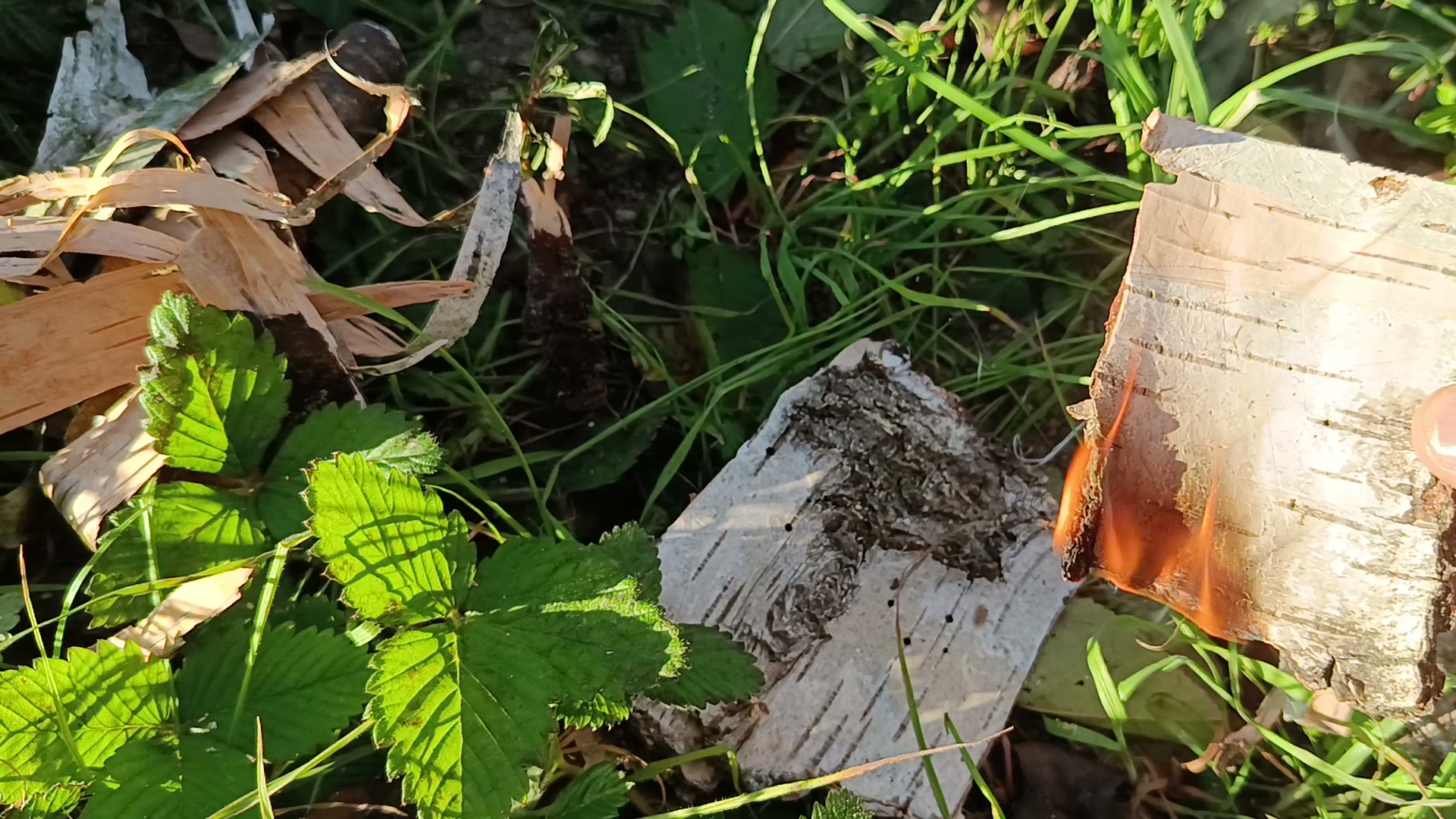 Cały kawałek kory brzozy z martwego, stojącego drzewa płonie w trawie, obok drugi kawałek kory i zwinięte strzępy