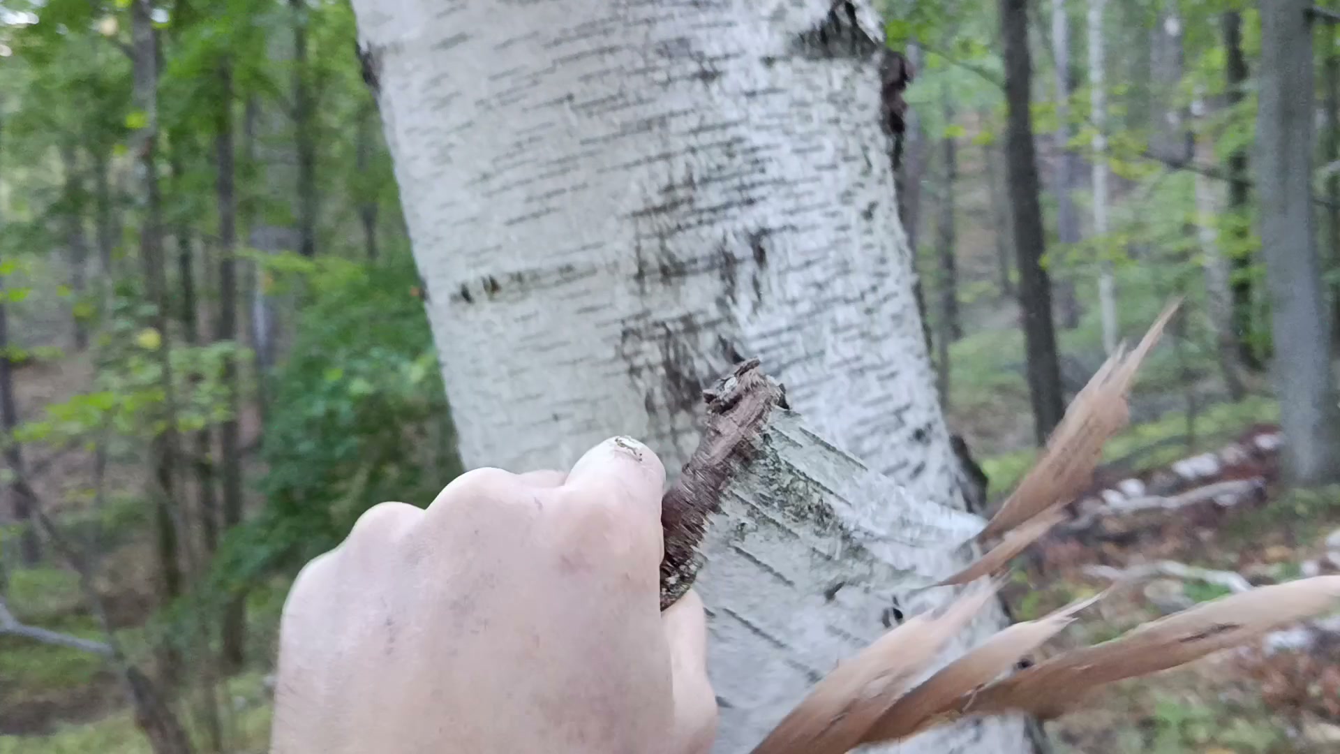 Dłoń zrywa luźny pasek kory z pnia żywej brzozy w lesie, obok cienkie, zwinięte paski kory brzozy