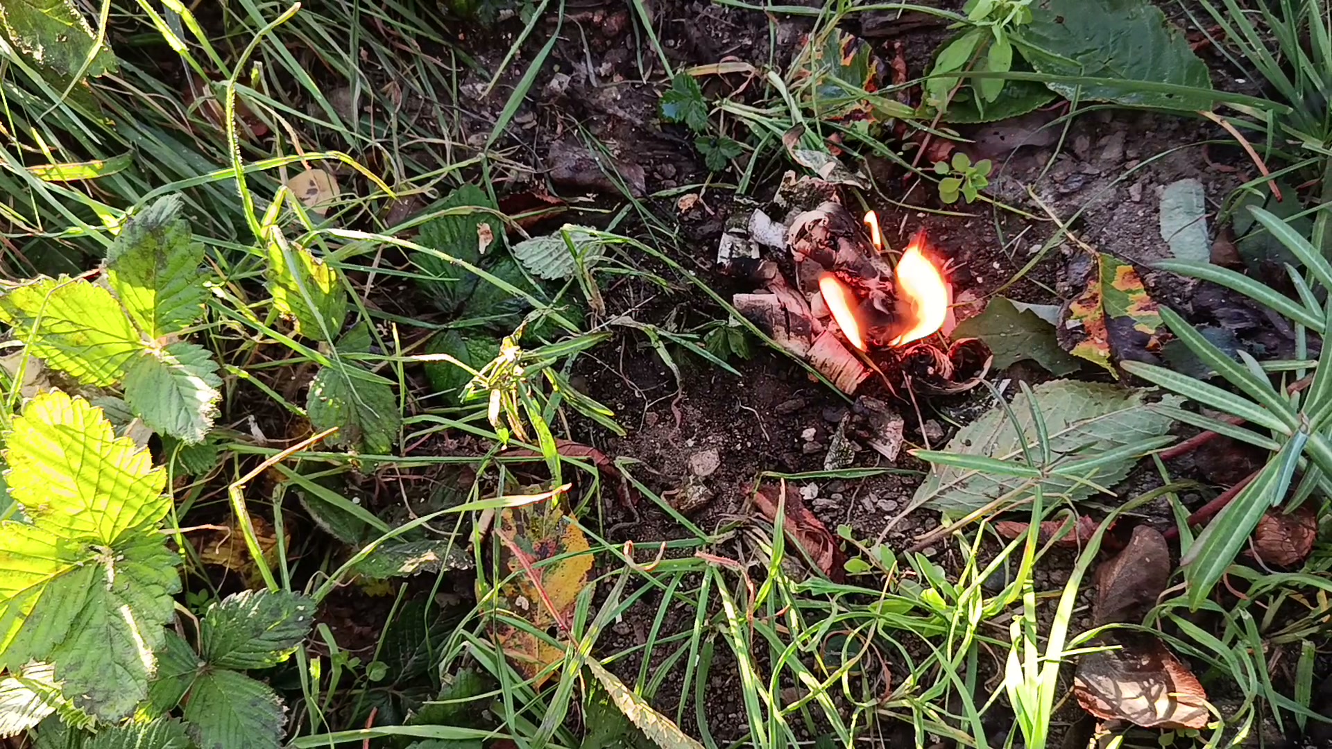 Mała kupka kory brzozy polanej wodą płonie niewielkim płomieniem na ziemi między trawą