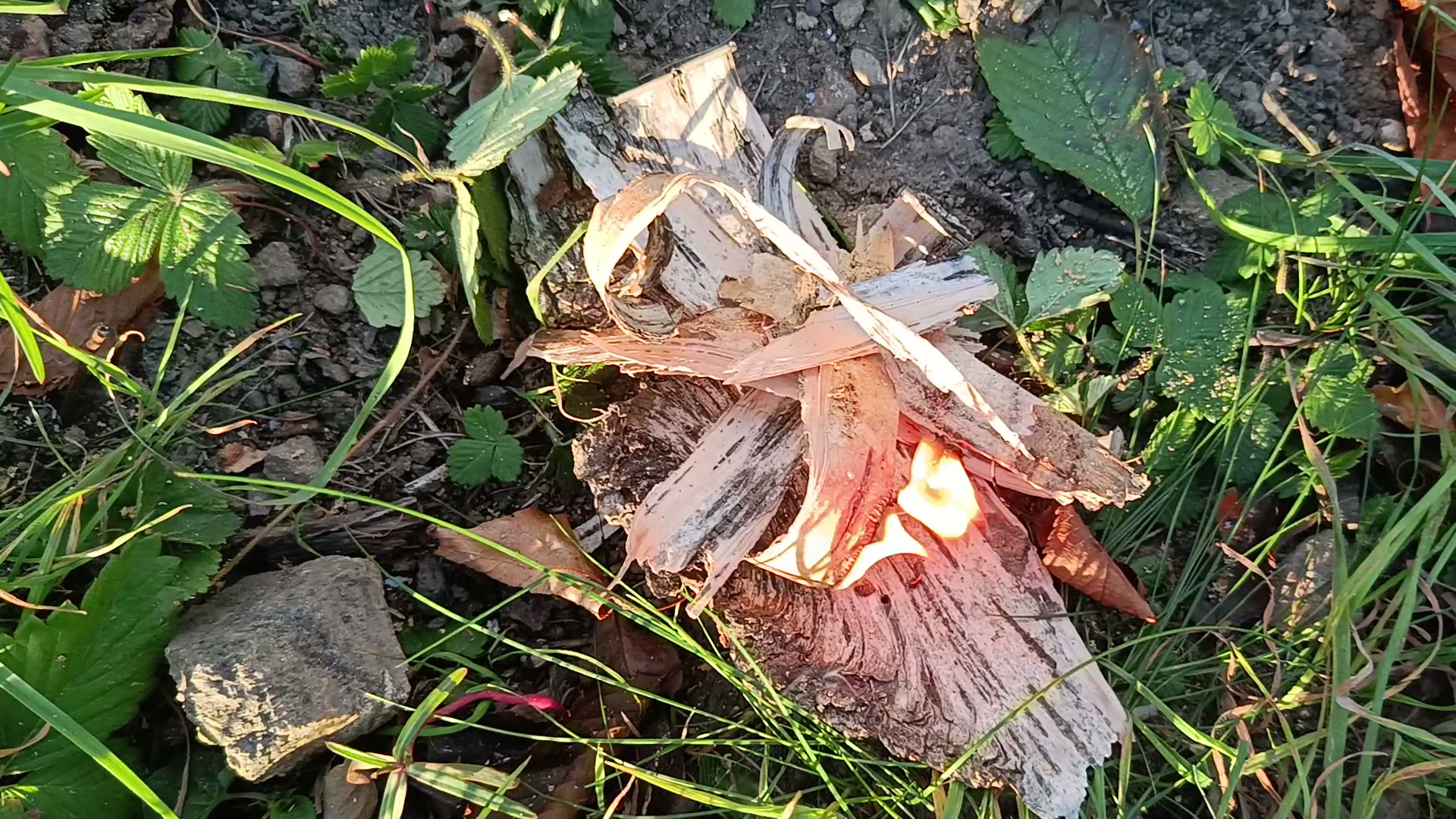 Kupka kory brzozy porwanej na drobne paski płonie w trawie, płomień w środku kupki